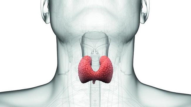 Can Ayurveda Medicine Cure the Thyroid?