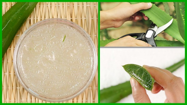 How to make Aloe Vera gel at home for hair and preserver in Hindi
