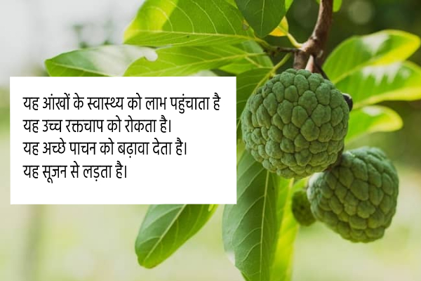 Benefits Of Custard Apple In Hindi 