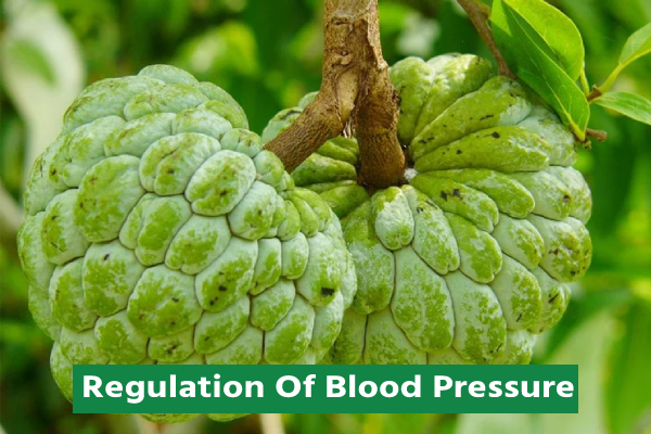 Custard apple help Regulation Of Blood Pressure