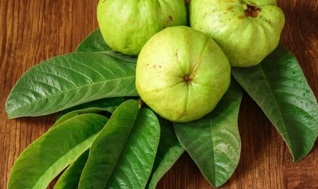 Guava Leaves Home Remedies For Tooth Infection