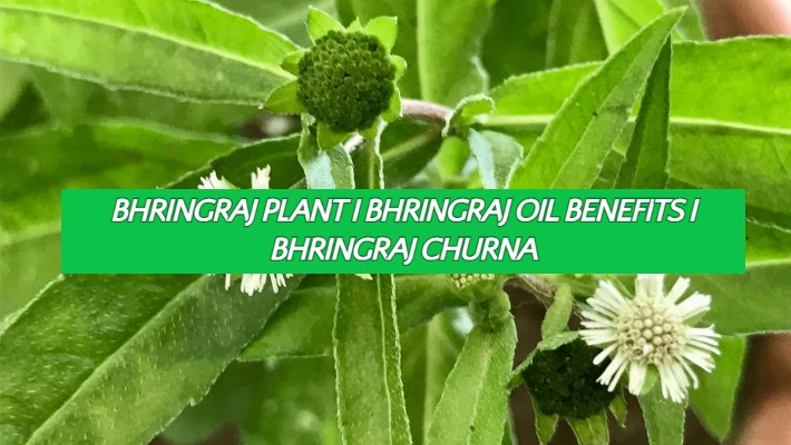 Bhringraj Plant I Bhringraj Oil Benefits I Bhringraj Churna