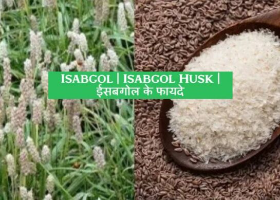Isabgol | Isabgol Husk | Isabgol Bhusi Isabgol | Isabgol Benefits In Hindi