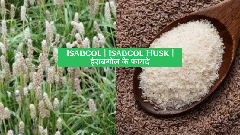 Isabgol | Isabgol Husk | Isabgol Bhusi Isabgol | Isabgol Benefits In Hindi