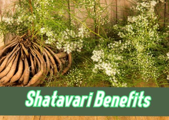 Shatavari | Shatavari Benefits | Shatavari Powder