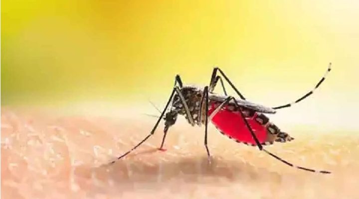 Chikungunya Ayurvedic Upchar ( चिकनगुनिया का आयुर्वेदिक इलाज )