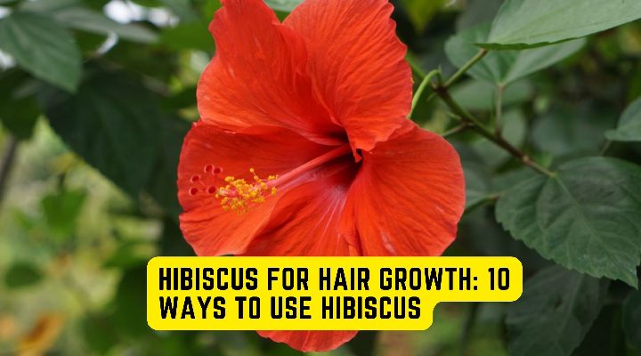 Hibiscus For Hair Growth: 10 Ways To Use Hibiscus