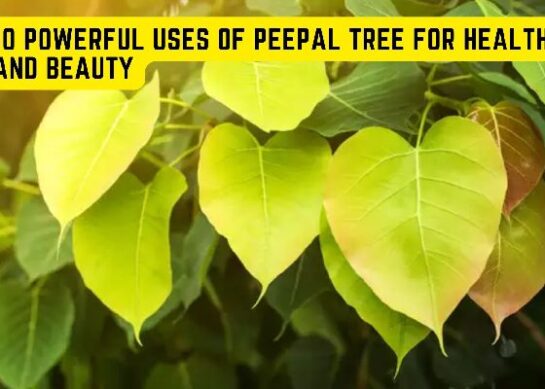 10 Powerful Uses Of Peepal Tree For Health And Beauty