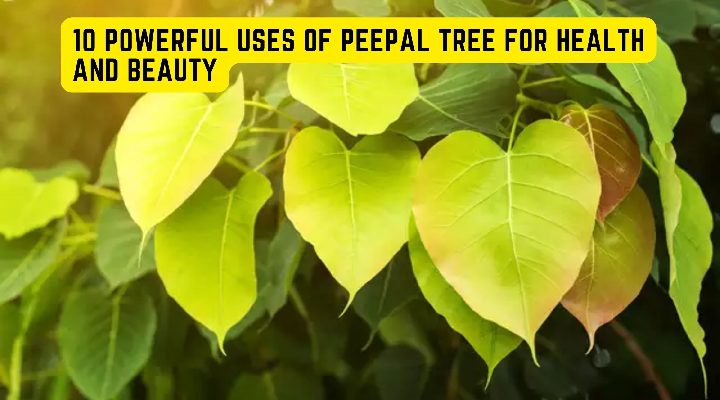 10 Powerful Uses Of Peepal Tree For Health And Beauty