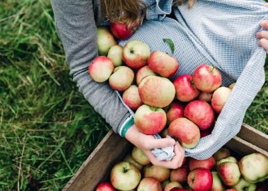 Nutrition for Apple: Unveiling the Health Benefits of this Mighty Fruit