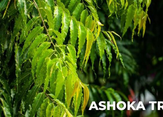 Ashoka Tree: Symbol of Beauty, Medicinal Marvel, and Cultural Significance