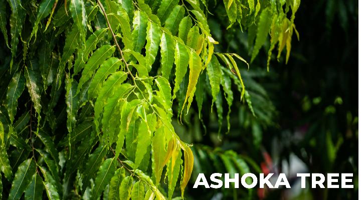 Ashoka Tree: Symbol of Beauty, Medicinal Marvel, and Cultural Significance