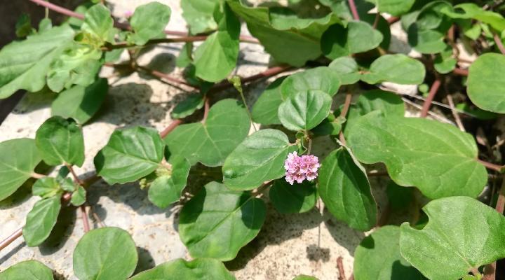 Punarnava: Exploring the Benefits, Uses, and Side Effects of the Sacred Ayurvedic Plant