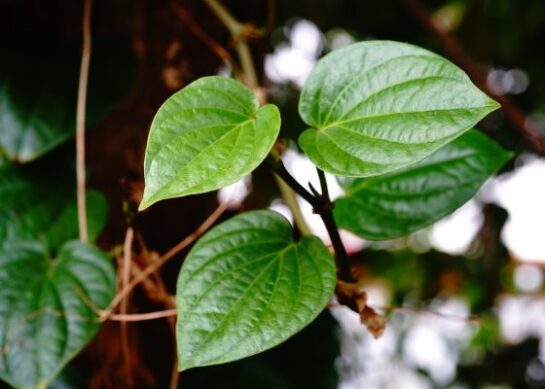 Exploring the Cultural Significance and Traditional Uses of Betel Leaf